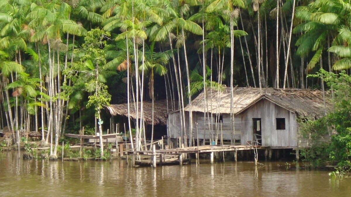 IFT  Moradores das Resex do Marajó participam de oficinas sobre Manejo de  Açaizal