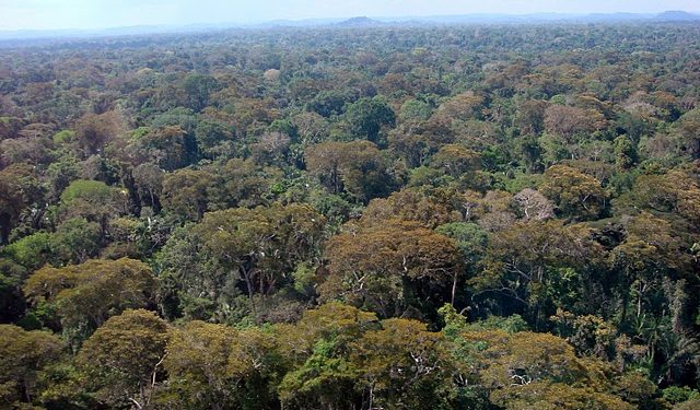 Norte Energia, dona de Belo Monte, quer usar árvores nobres do Xingu para produzir carvão