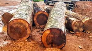 Extração ilegal de madeira em terras indígenas cresce 11 vezes em um ano no Pará