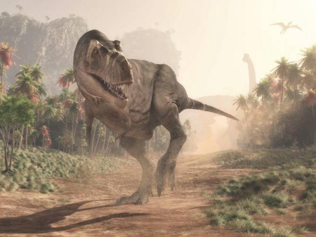 Tiranossauro Rex era tão inteligente quanto babuínos, revela estudo - ISTOÉ  DINHEIRO